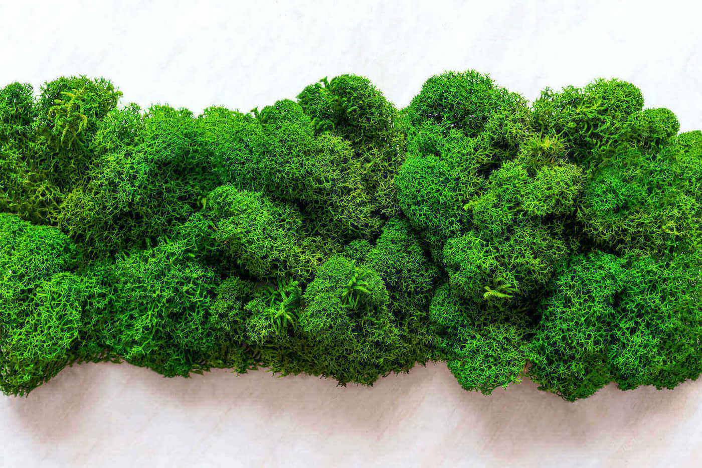 Mech chrobotek – jak dbać o zielony porost?